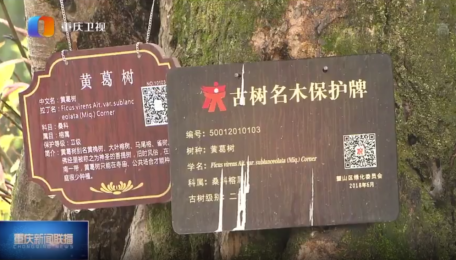 英卡電子樹(shù)牌助力重慶啟動(dòng)古樹(shù)名木三年保護(hù)計(jì)劃