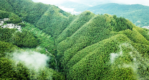 重慶永川茶山竹海風(fēng)景區(qū)—智慧森林防火