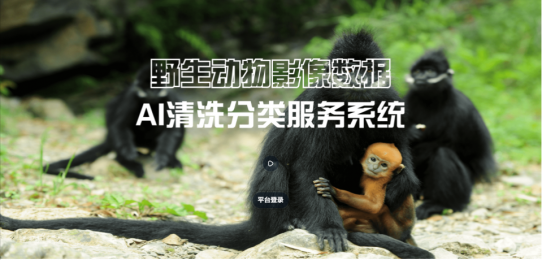 野生動(dòng)物影像AI清洗分類系統(tǒng) 讓照片分類變簡(jiǎn)單！